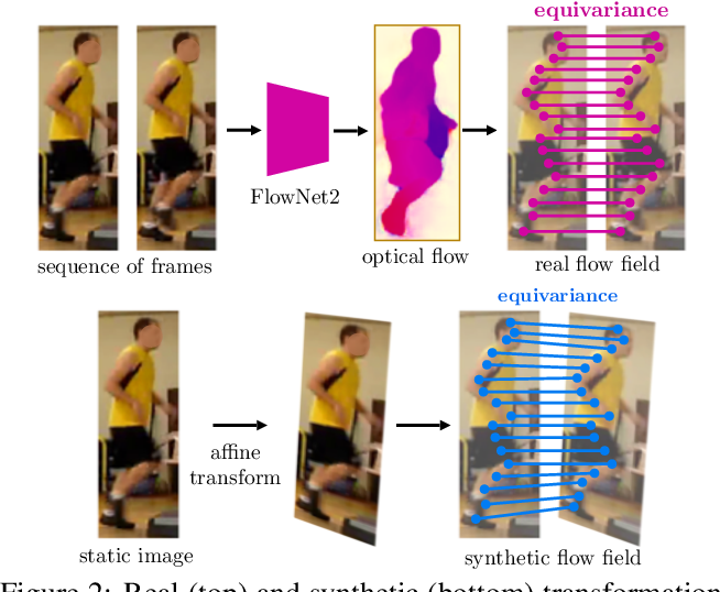 Figure 2: Real (top) and synthetic (bottom) transformation fields exploited to enforce equivariance constraints.